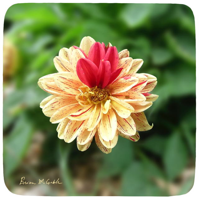 (image for) Hibiscus Red Accent